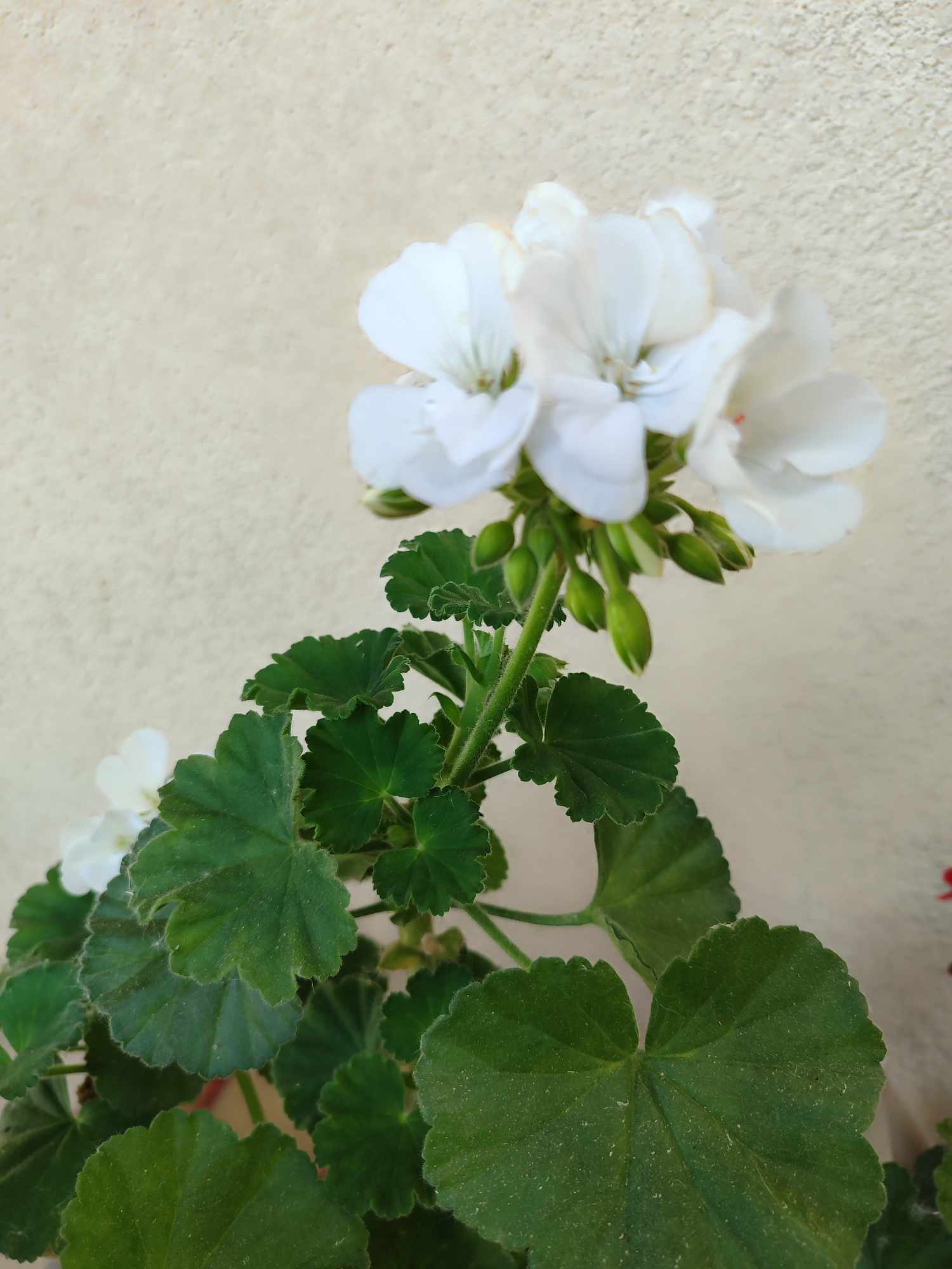 Muškát krúžkovaný – biely